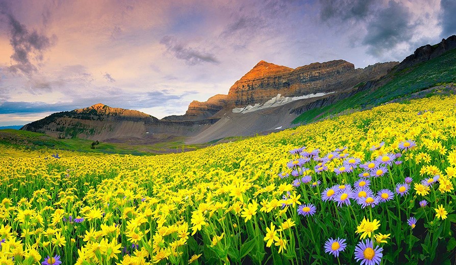 valley of flowers uttarakhand best time to visit