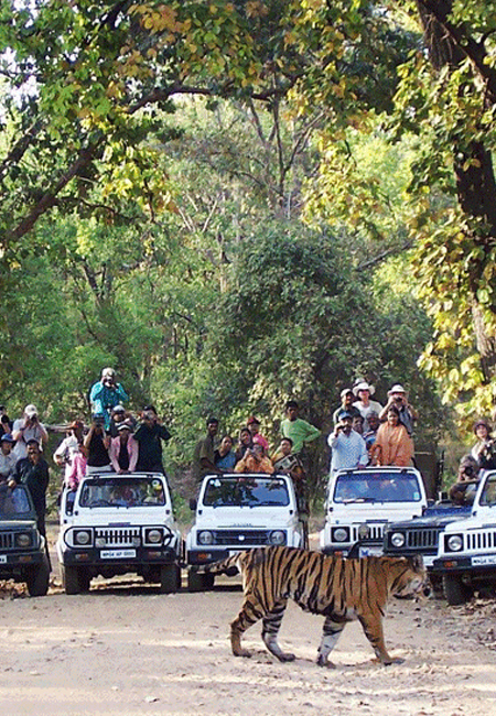 Corbett National Park Photos