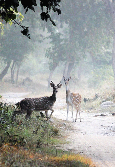 Corbett National Park Photos