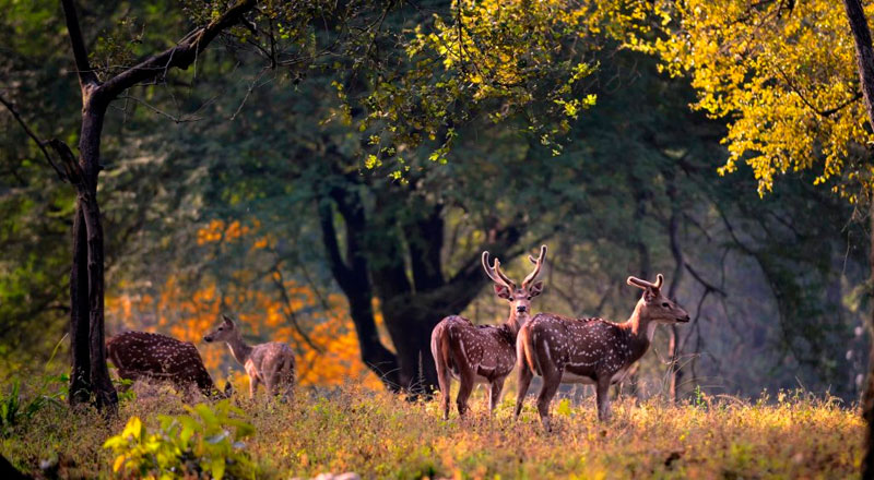 Corbett National Park