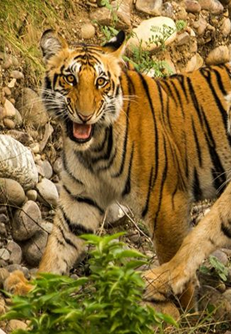 Corbett National Park Travel Guide