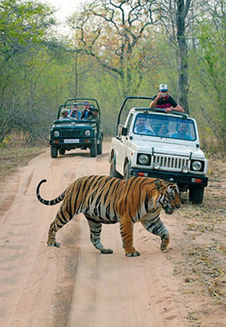 Corbett National Park Safari