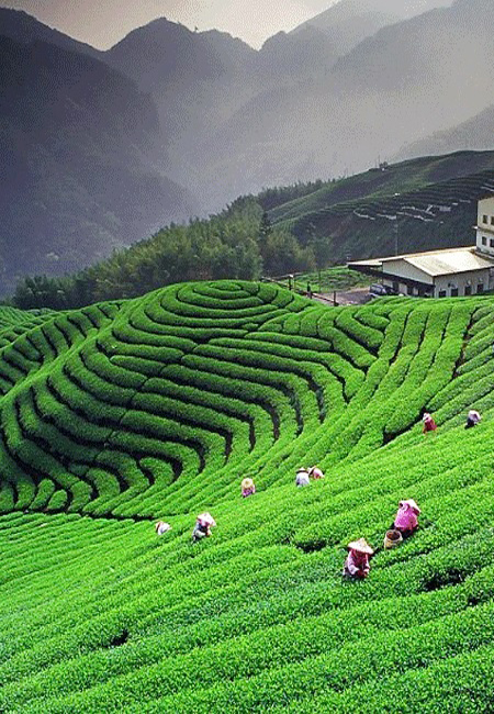 Kausani Tea Estate