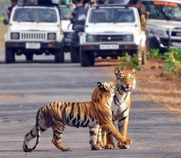 Corbett National Park Photo