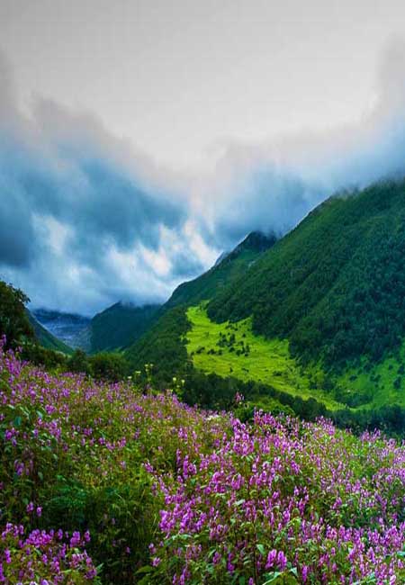 Valley Of Flowers in Auli