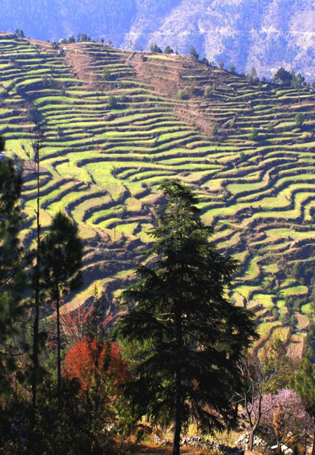 Ranikhet Photos