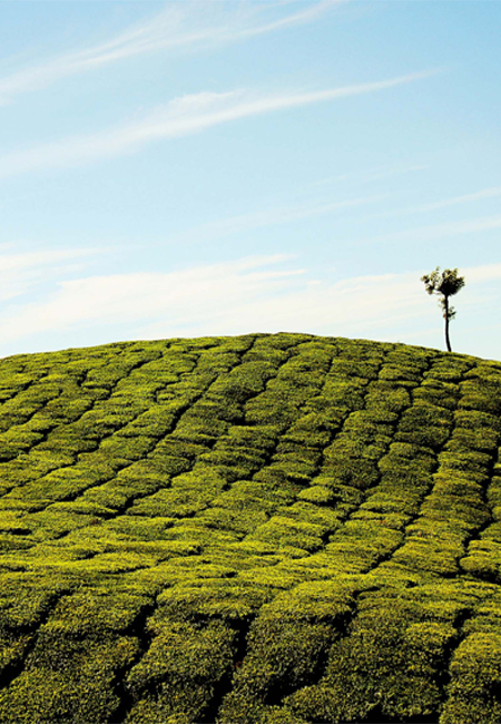 Images for ranikhet