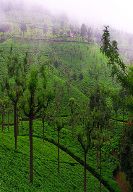 Kausani Package from Kathgodam 